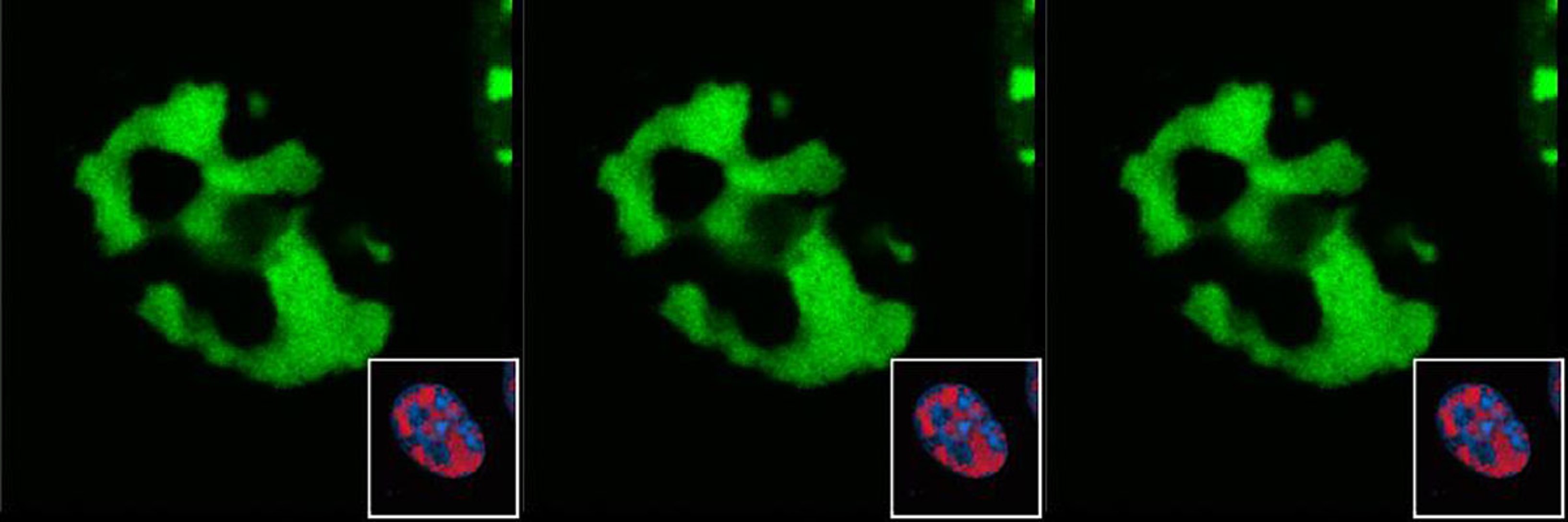 Experimental Virology - a step into the future!