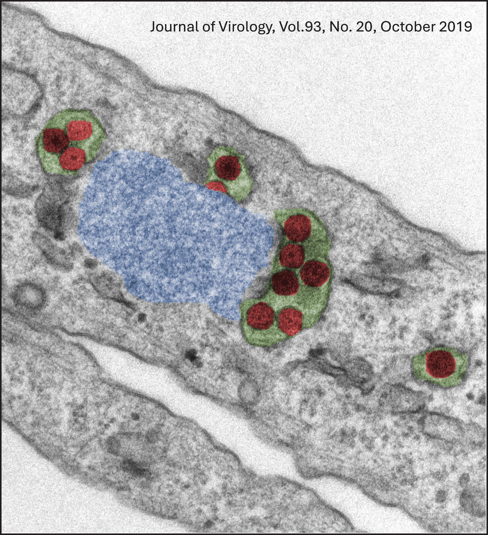 Journal of Virology, Cover Image, Vol. 93, No. 20, October 2019