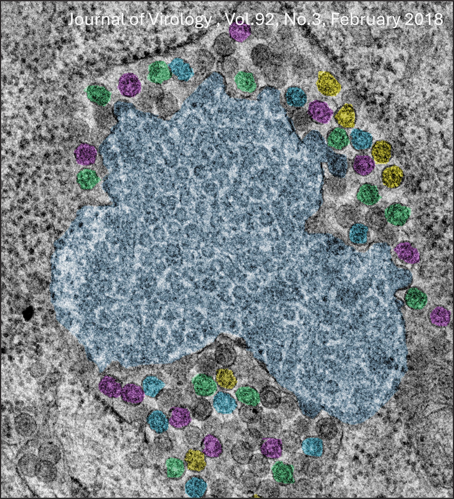 Journal of Virology, Cover Image, Vol. 92, No. 3, February 2018